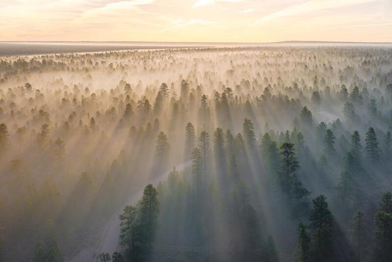 Mist in trees by Chris Lawton
