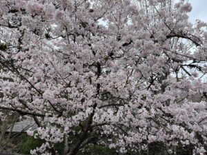 Cherry blossom
